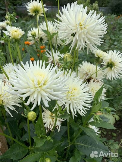 Георгины, хризантемы, гладиолусы, розы