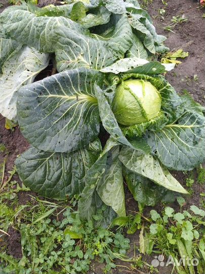 Капуста квашеная