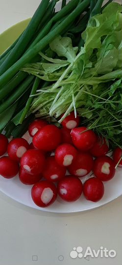 Семена редиса Каспар