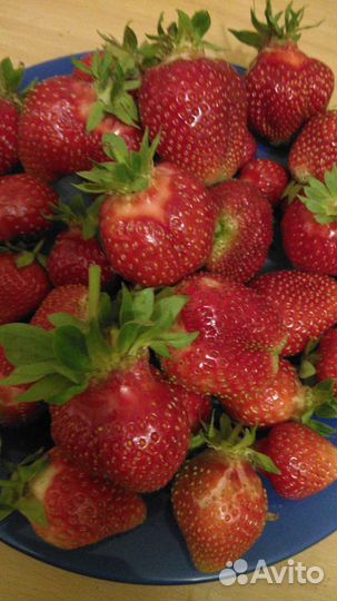 Рассада клубники усы