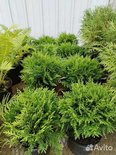 Горная сосна Пумилио, можжевельники