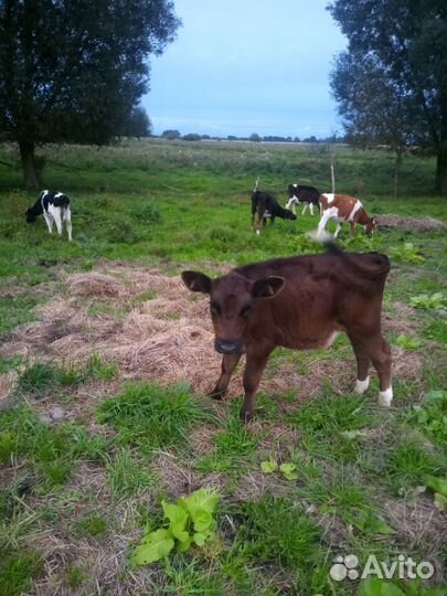Бычок и телочки