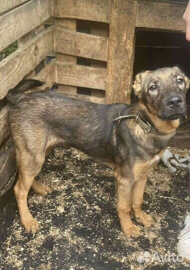 Кобель щенок на охрану