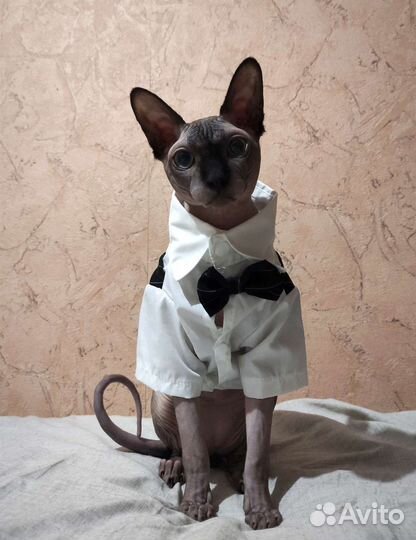 Кот на вязку Сфинкс