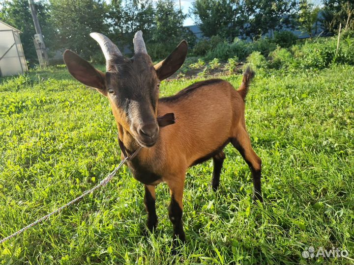 Породистый козлик на племя
