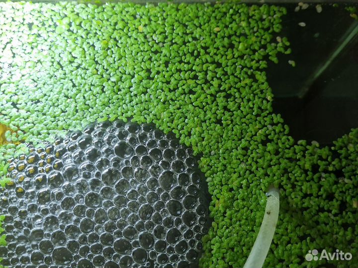 Ряска живая