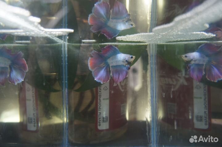 Петушок Супер Дельта