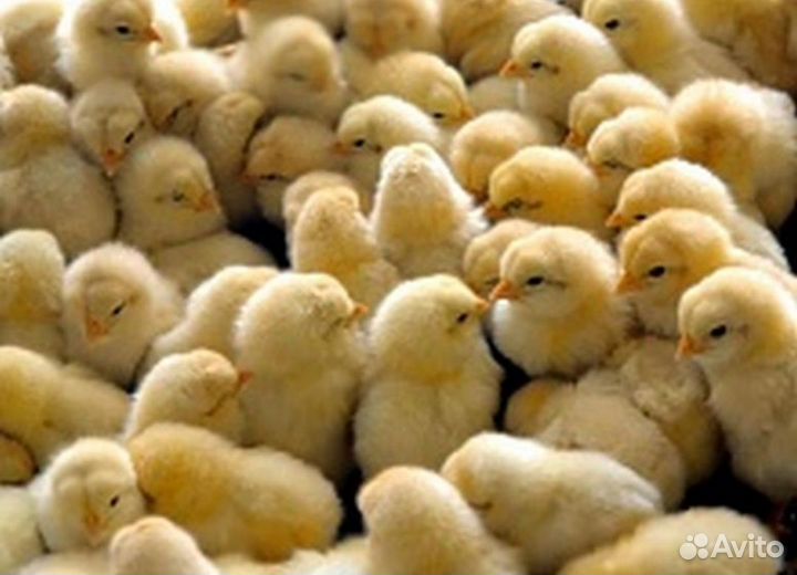 Цыплята суточные