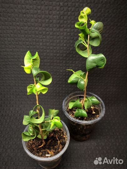Фикус benjamina Twilight,Laguia, Diversifolia