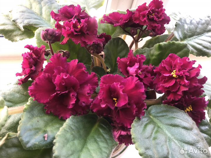 Фиалка в горшках