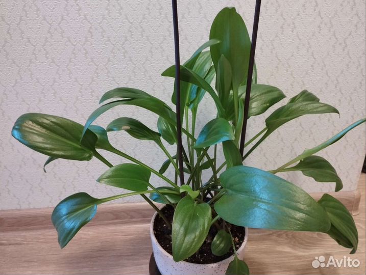 Дримиопсис, спатифиллум, хлорофитум, традесканция