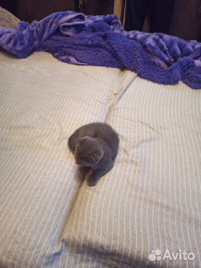 Котенок вислоухий