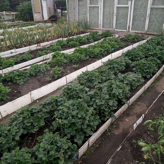 Участок 4 сот. (СНТ, ДНП)