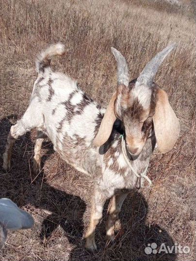 Англо нубийский козлик