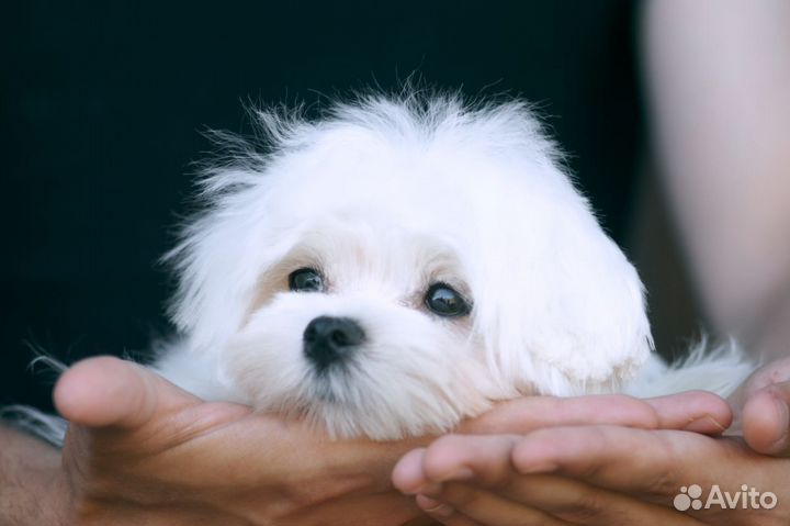 Щенок мальтипу мини