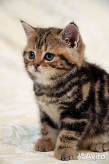 Британские котята мраморного окраса