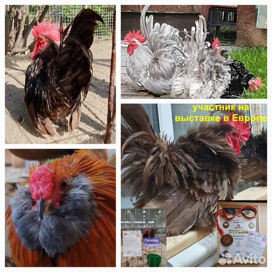 Ия Шабо, Антверпенская декоративные мини куры