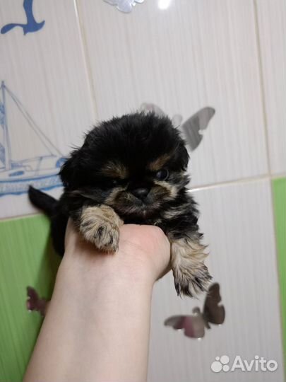Пекинес