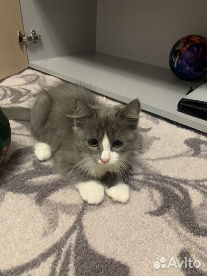 Котенок мальчик в добрые руки