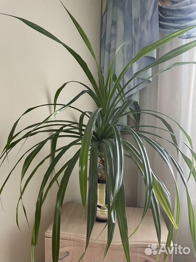 Пальма панданус