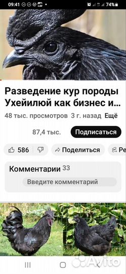 Курицы породы Ухейилюй (Китайские породы)