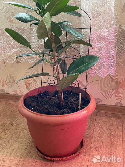 Фикус каучуковый