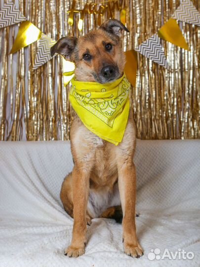 Лакки сдали в приют