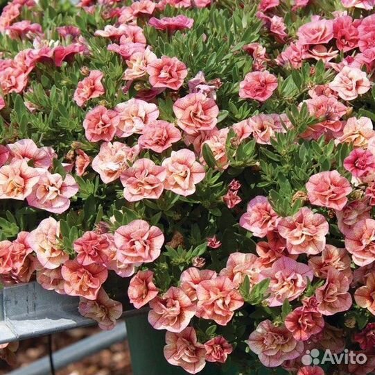 Вегетативная калибрахоа