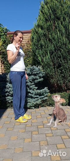 Дрессировка собак. Кинолог