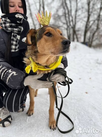 Добрейшей дущи человек ой пес ищет дом