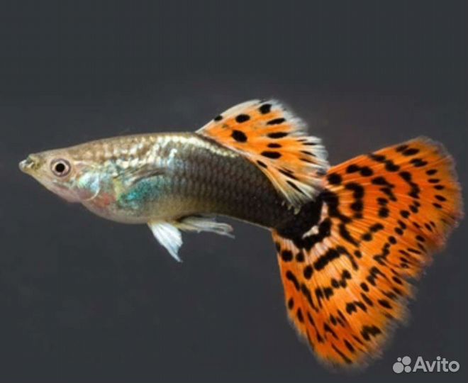 Рыба Гуппи в ассортименте