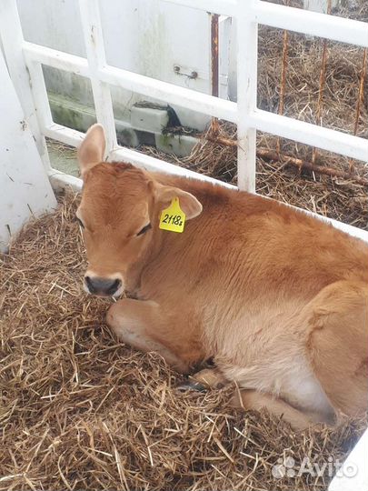 Телята (бычки молочники)