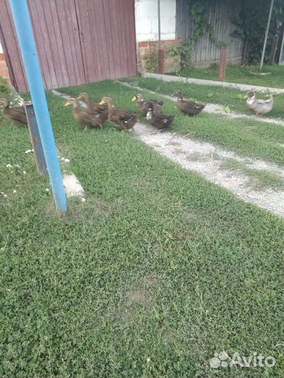 Утка домашняя