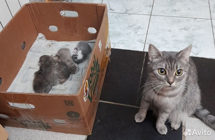 Котята отдам даром