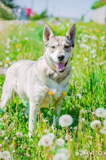 Метис хаски