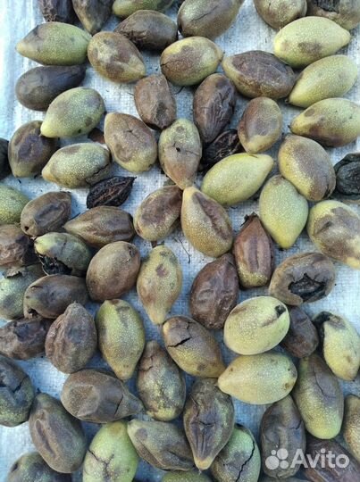 Маньчжурский орех семена