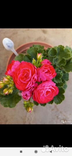 Пеларгония герань