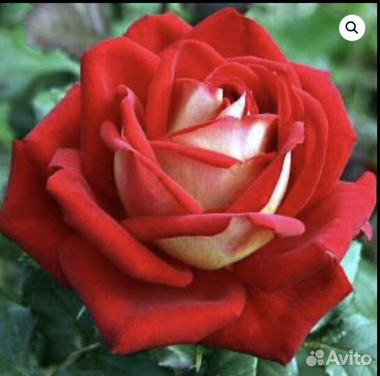 Роза Динамит