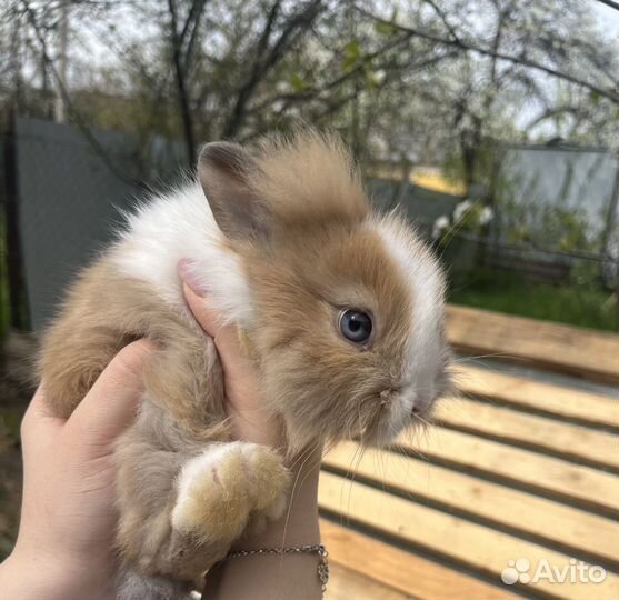 Декоративные кролики