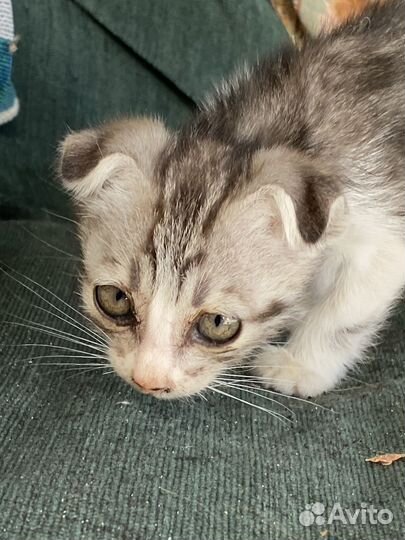 2сладких котенка