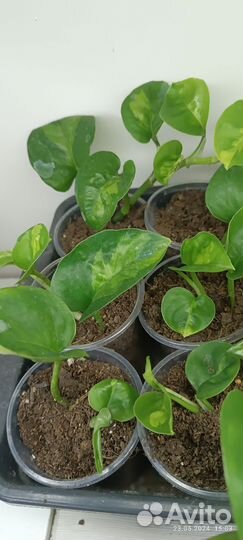 Эпипремнум, филодендрон, бругмансия