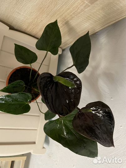 Антуриум black love