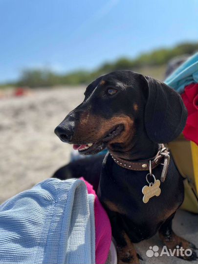 Карликовая такса вязка