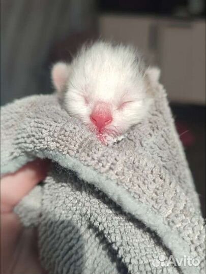 Ветеринарный врач на дом