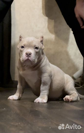 Американские булли, лиловые мальчики, покет