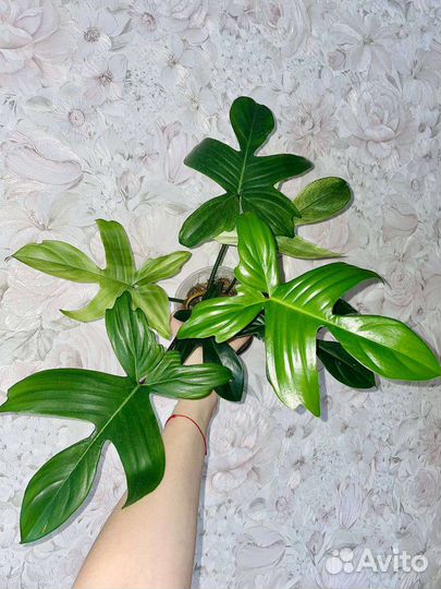 Филодендрон флорида бьюти альба