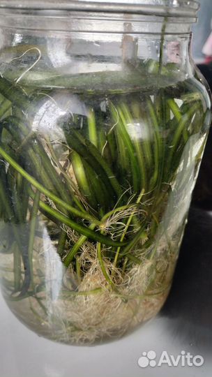 Растения для аквариума