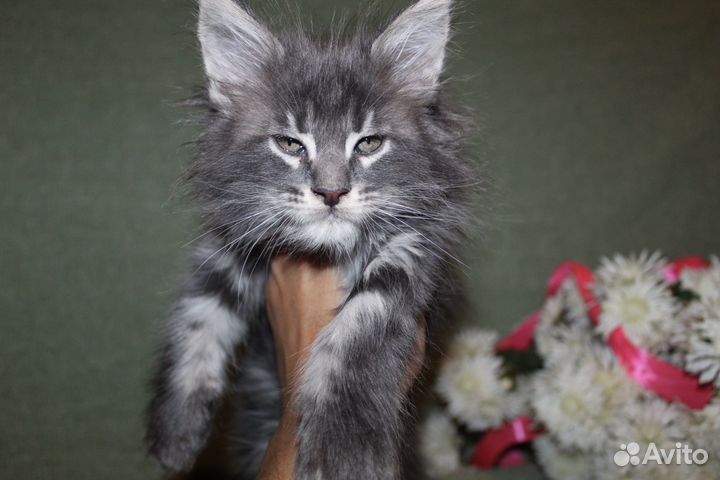Котята мейн-кун