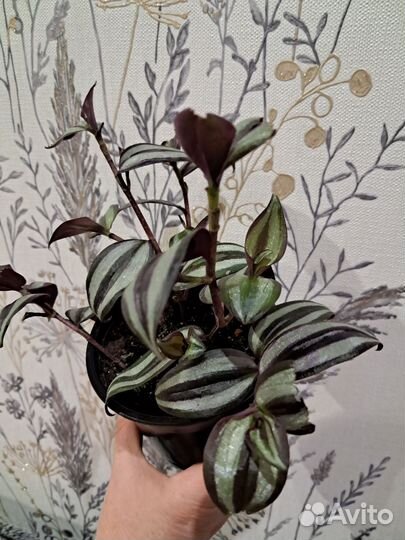 Традесканция зебрина