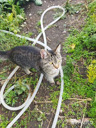 Кошка Мей-кун